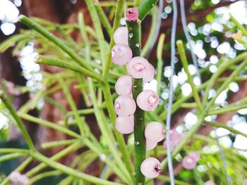 Close-up of raindrops on pink plant