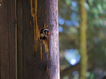 Close-up of insect on tree trunk