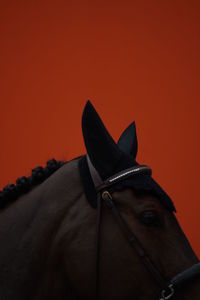 Close-up of horse against sky