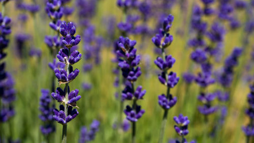 Close-up of purple flowering plants on field