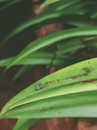 Close-up of ladybug on leaf