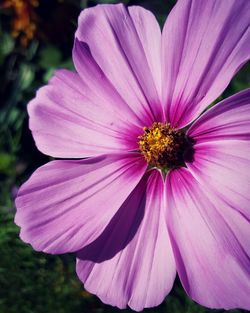 Close-up of purple cosmos flower blooming outdoors