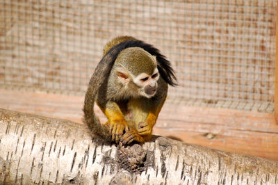 Squirrel monkey sitting on branch