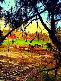 Trees on field against sky