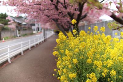 Close-up of yellow flowering plant on road