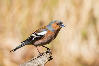 Chaffinch on end of a branch in forest