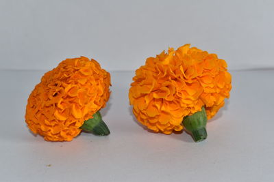 Close-up of orange flowers against white background