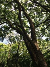 Low angle view of tree in forest