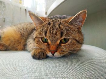 Close-up portrait of a cat