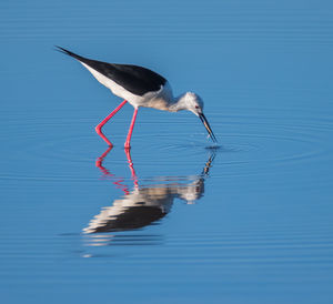 Close-up of bird in water