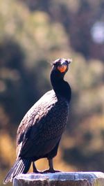 Close-up of bird perching on branch