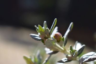 Close-up of plant