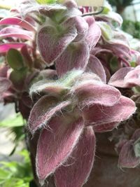 Close-up of pink flowers