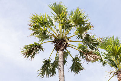 Low angle view of coconut palm tree against sky