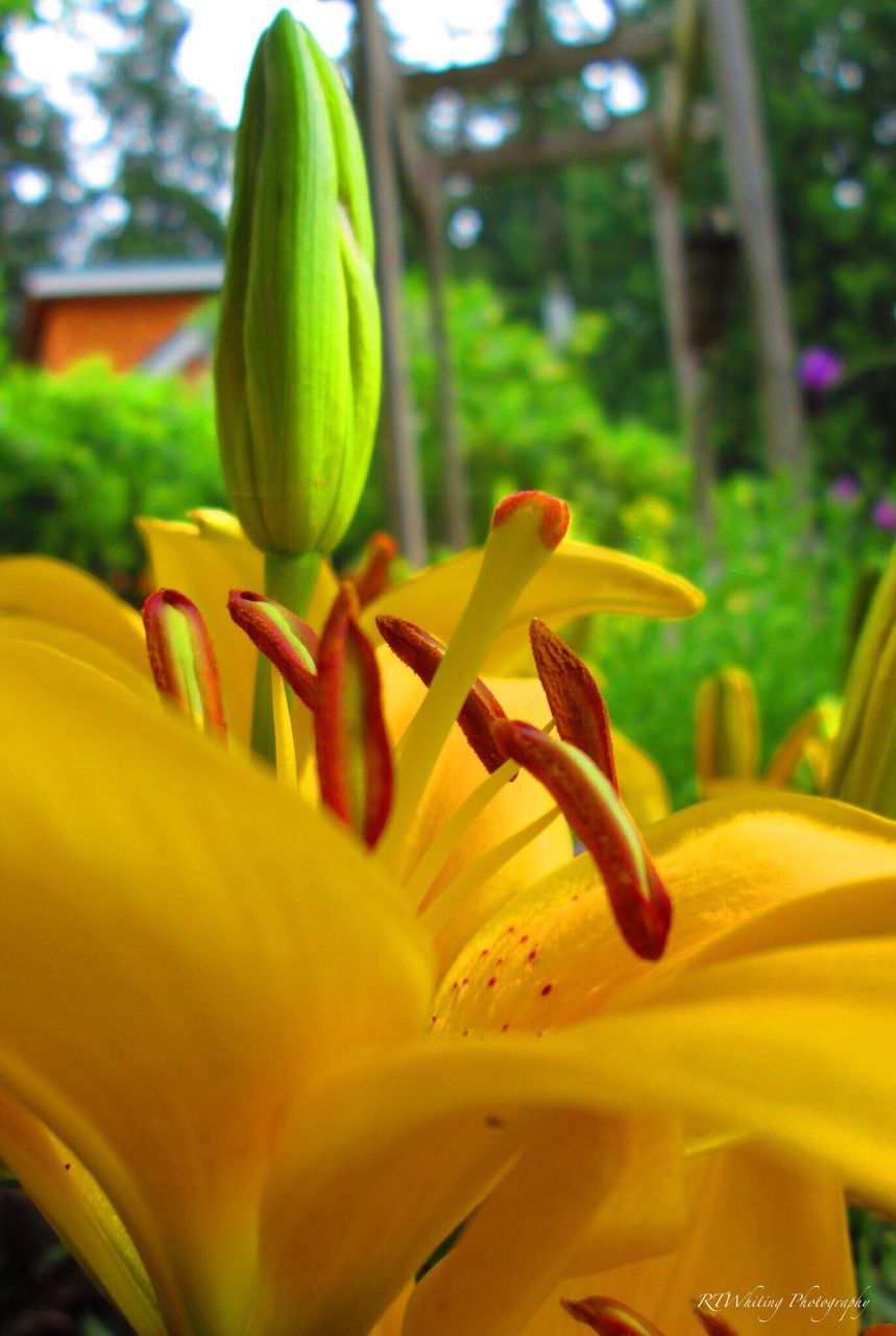 CLOSE-UP OF YELLOW FLOWERS BLOOMING