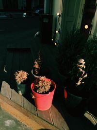 Potted plants in the dark