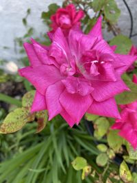 Close-up of pink rose flower