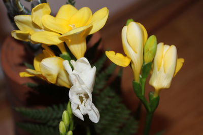 Close-up of yellow flowering plant