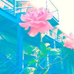 Close-up of pink flowers blooming outdoors