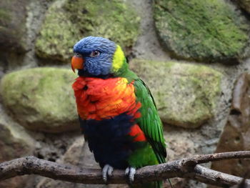 Close-up of parrot perching on branch