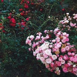 Close-up of pink flowers