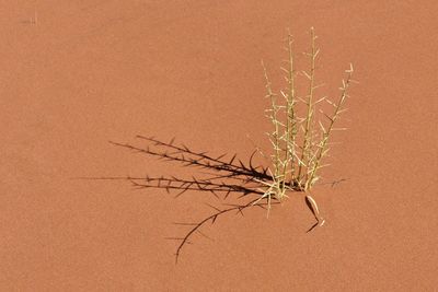 High angle view of plants on sand