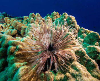 Close-up of coral in sea