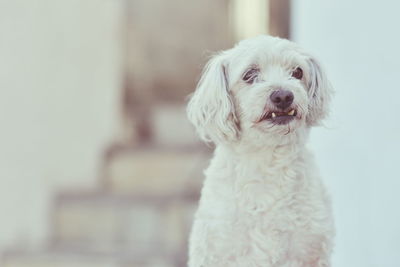 Close-up of dog against staircase