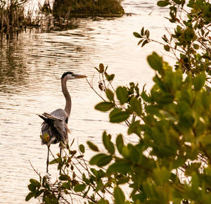 Bird perching on a lake
