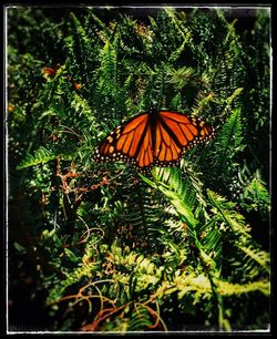 Close-up of butterfly on plant