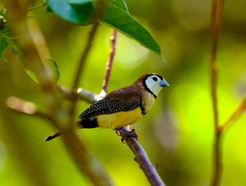 Close-up of bird perching on branch