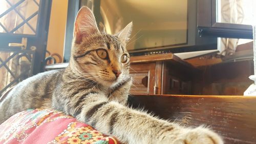 Close-up portrait of cat relaxing