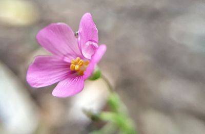 Close-up of pink flower