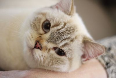 Close up of a british shorthaired cat 