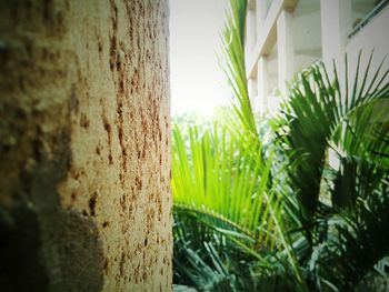 Close-up of tree trunk in yard