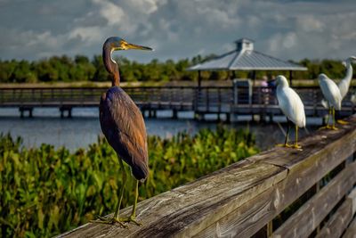 Close-up of bird perched on railing