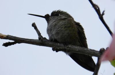 Low angle view of bird perching on branch against sky