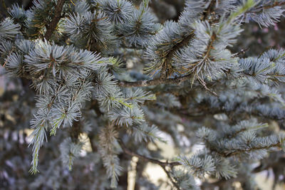 Close-up of pine tree during winter