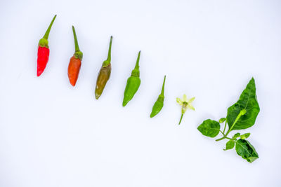 High angle view of chili pepper against white background