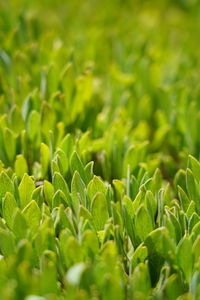 Full frame shot of fresh green plants