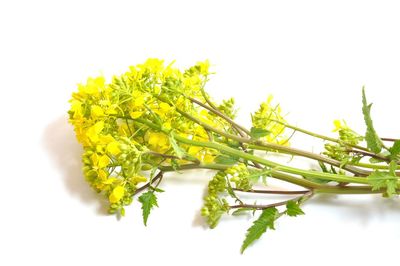 Close-up of plant against white background