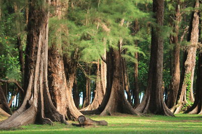 Panoramic shot of trees on field