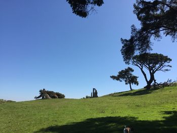 Low angle view of trees on field against clear blue sky