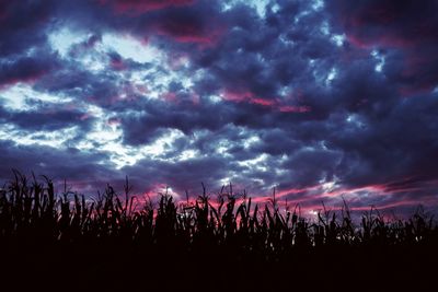 Silhouette of trees at sunset