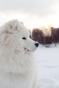 White dog on snow field