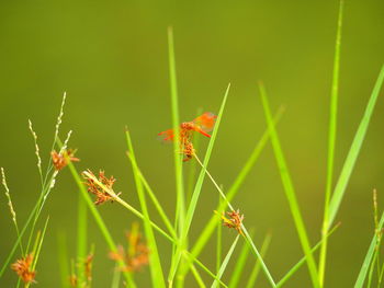 Close-up of insect on flower