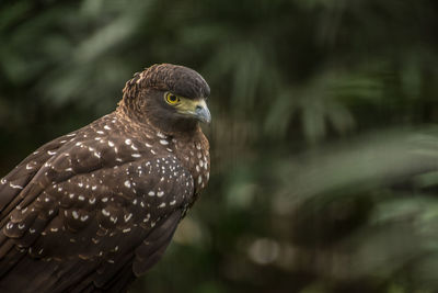 Eagle perching outdoors