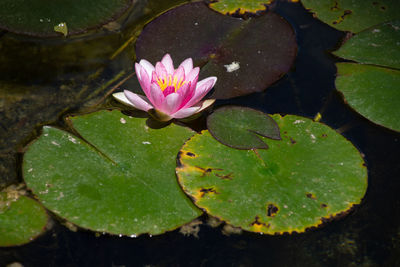 Lotus water lily in lake