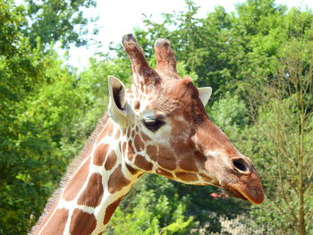 Close-up of an animal on land