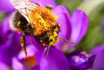 Close-up of bee on purple flower